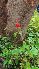 Malvaviscus arboreus