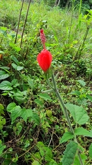 Malvaviscus arboreus