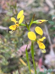 Diuris aurea
