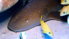 Ginglymostoma cirratum