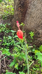 Malvaviscus arboreus