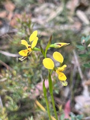 Diuris aurea