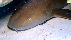 Ginglymostoma cirratum