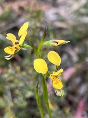 Diuris aurea