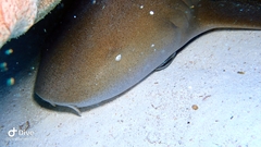 Ginglymostoma cirratum