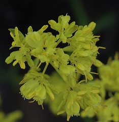 Glischrocaryon behrii