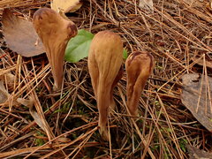 Clavariadelphus americanus