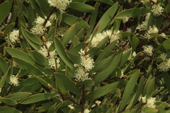 Hakea ambigua
