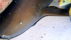 Ginglymostoma cirratum