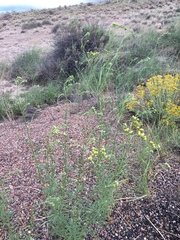 Hymenothrix loomisii