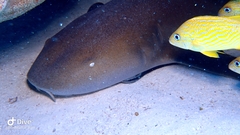 Ginglymostoma cirratum