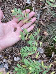 Hypericum hypericoides