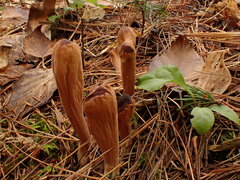 Clavariadelphus americanus