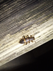 Cymatodera undulata