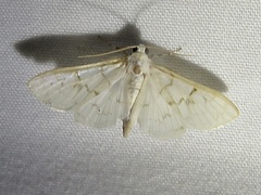 Neurophyseta