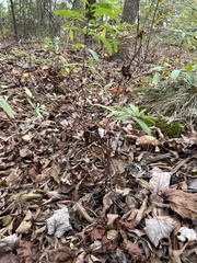 Hypericum hypericoides