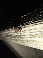 Cymatodera undulata