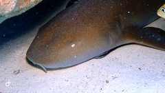 Ginglymostoma cirratum