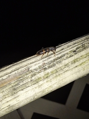 Cymatodera undulata