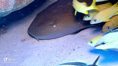 Ginglymostoma cirratum