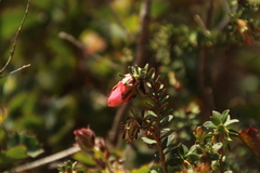 Darwinia squarrosa