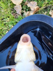 Catostomus macrocheilus