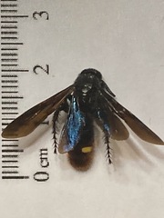 Scolia dubia