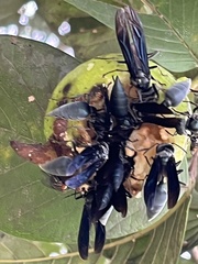Synoeca septentrionalis