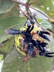 Synoeca septentrionalis