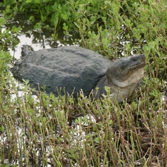 Chelydra serpentina