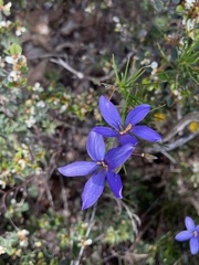 Cheiranthera alternifolia