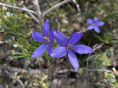 Cheiranthera alternifolia