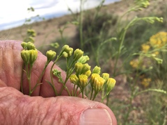 Hymenothrix loomisii