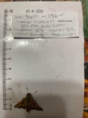 Atalopedes campestris