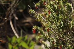Darwinia squarrosa