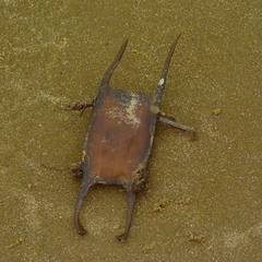 Batoidea