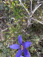 Cheiranthera alternifolia