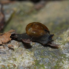 Helicarionoidea