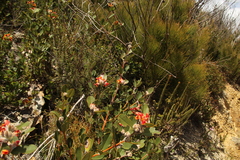 Gastrolobium leakeanum