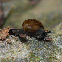 Helicarionoidea