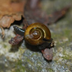 Helicarionoidea