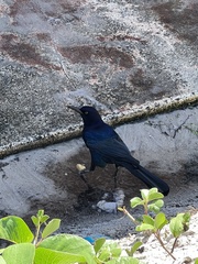 Quiscalus major westoni