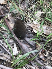 Antechinus