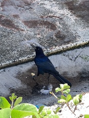 Quiscalus major westoni