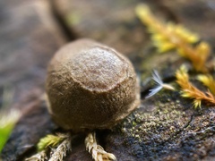 Lycogala flavofuscum