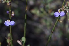 Comesperma scoparium