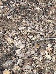 Crotaphytus bicinctores