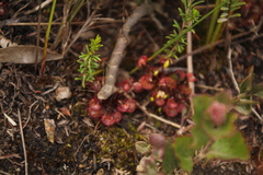 Drosera monticola