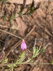 Cordylanthus parviflorus