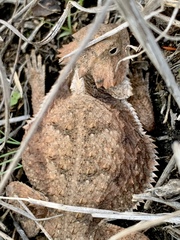 Phrynosoma braconnieri